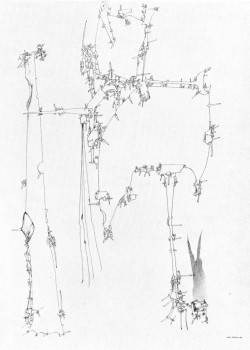 DRAWING. 1949.
Pen and pencil with watercolor, 19 7/8 x 13¾".
Collection Mrs. Yves Tanguy, Woodbury, Conn. DRAWING. 1949. Pen and pencil with watercolor, 19 7/8 x 13¾". Collection Mrs. Yves Tanguy, Woodbury, Conn.